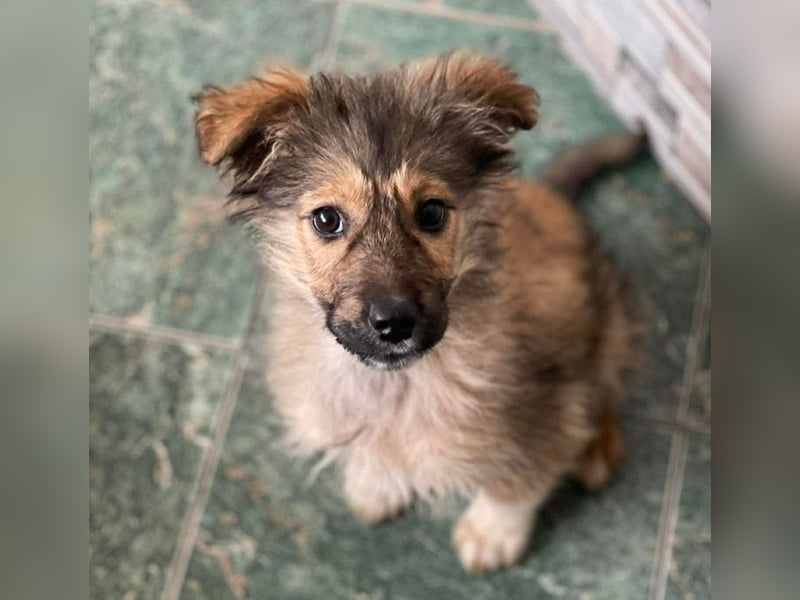 MARTHA - liebevolles Hundemädchen