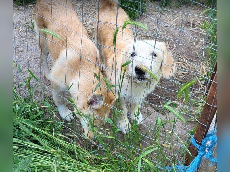 LUCA - ist bereit für Abenteuer *reserviert*