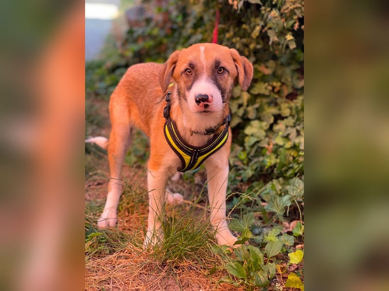 KOA - Traumzuhause gesucht