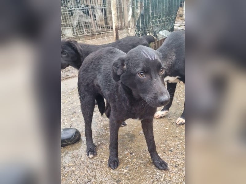 ALLY - schwarze Schönheit