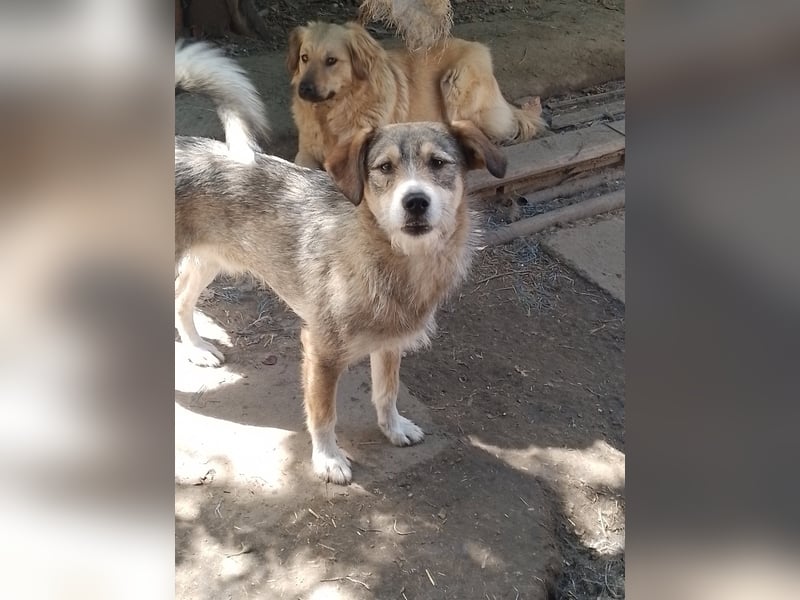 SIMBA - Traumzuhause gesucht