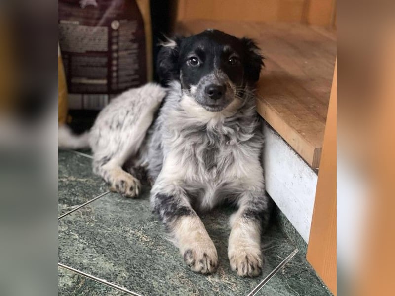 SADIE - Traumzuhause gesucht