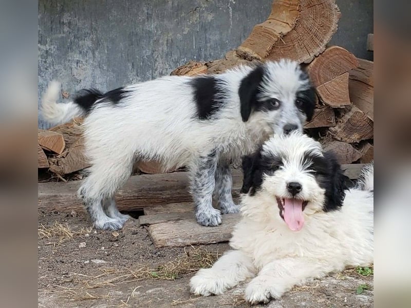 LOTTE - Traumzuhause gesucht