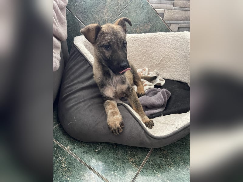 MAXI - liebevoller Hundebub