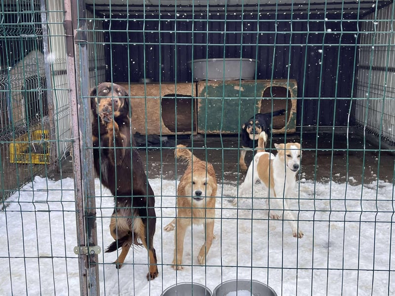 ROSIE - verspielte Schönheit *reserviert*