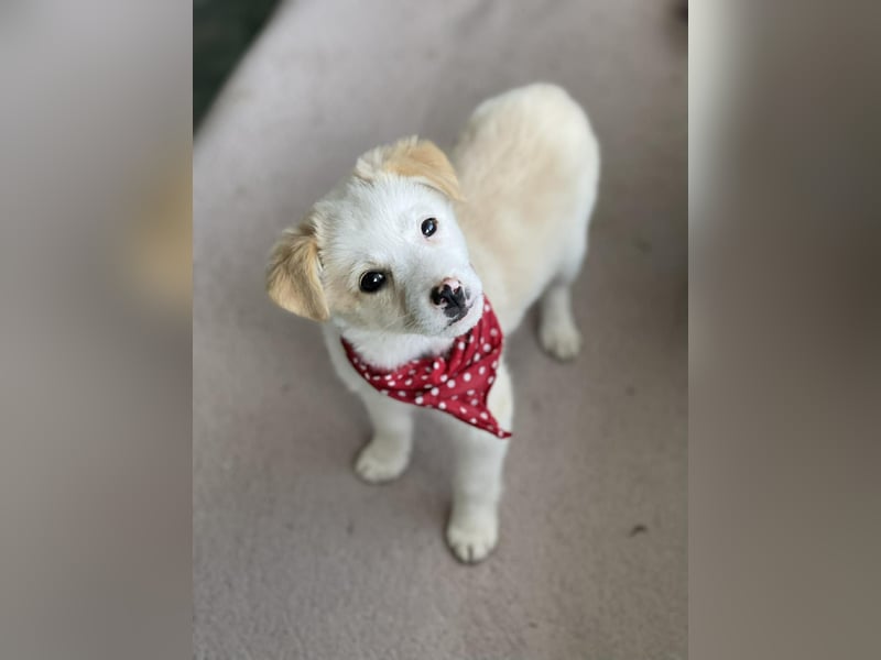 PRESTON - Zuckerbub sucht seine Menschen *reserviert*