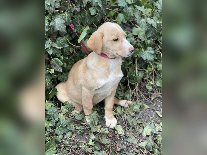 PAULA - liebevolles Hundemädchen *reserviert*