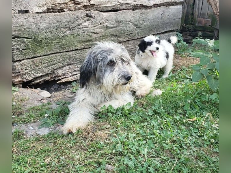 LOTTE - Traumzuhause gesucht
