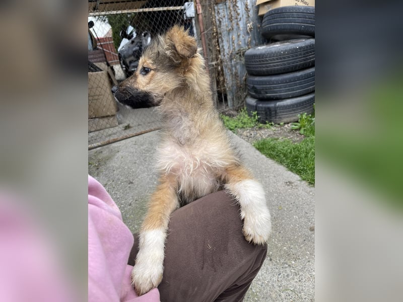 MARTHA - liebevolles Hundemädchen