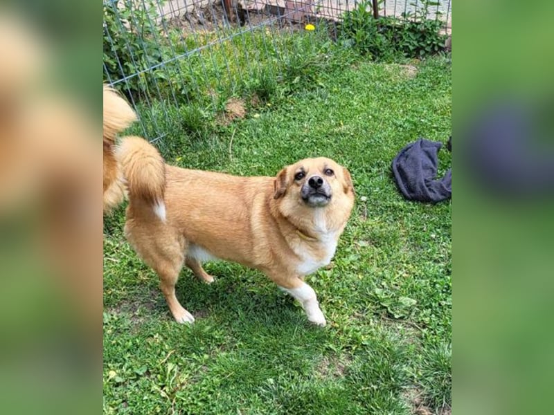 RICKY - sucht seinen sicheren Hafen