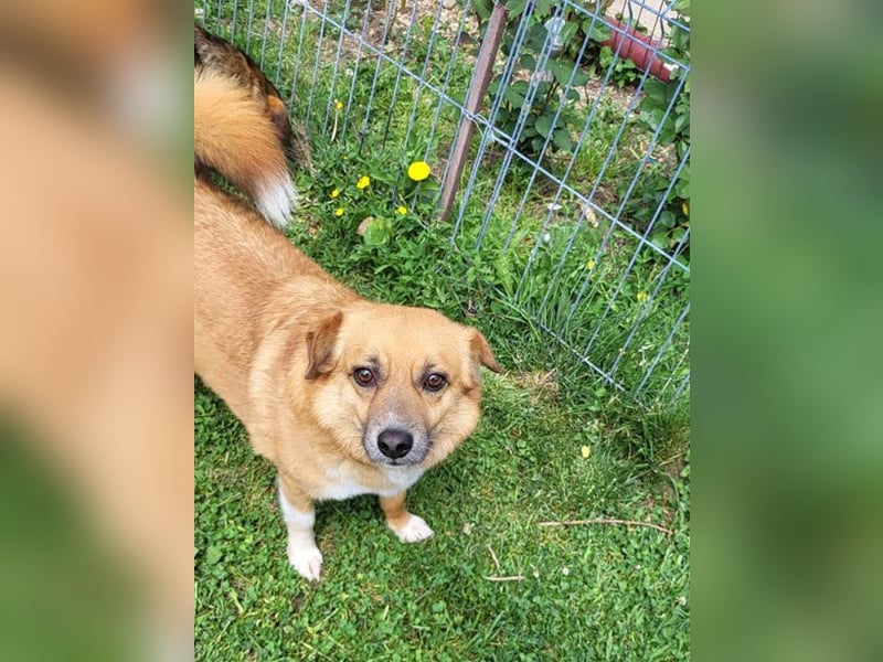 RICKY - sucht seinen sicheren Hafen