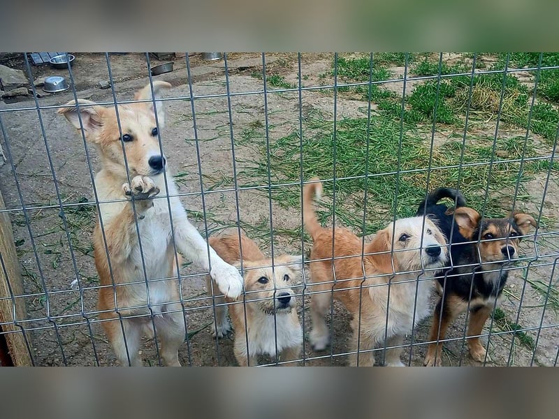 LUCA - ist bereit für Abenteuer *reserviert*