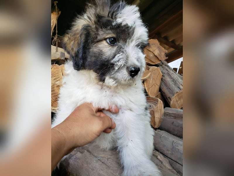 XENA - süßes Zottelmädchen