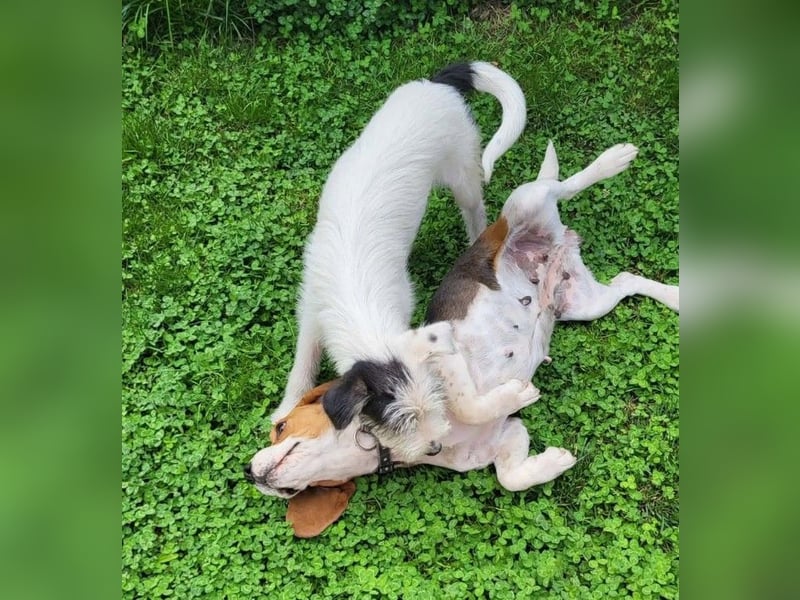 CHUCKY - Frohnatur sucht seine Menschen