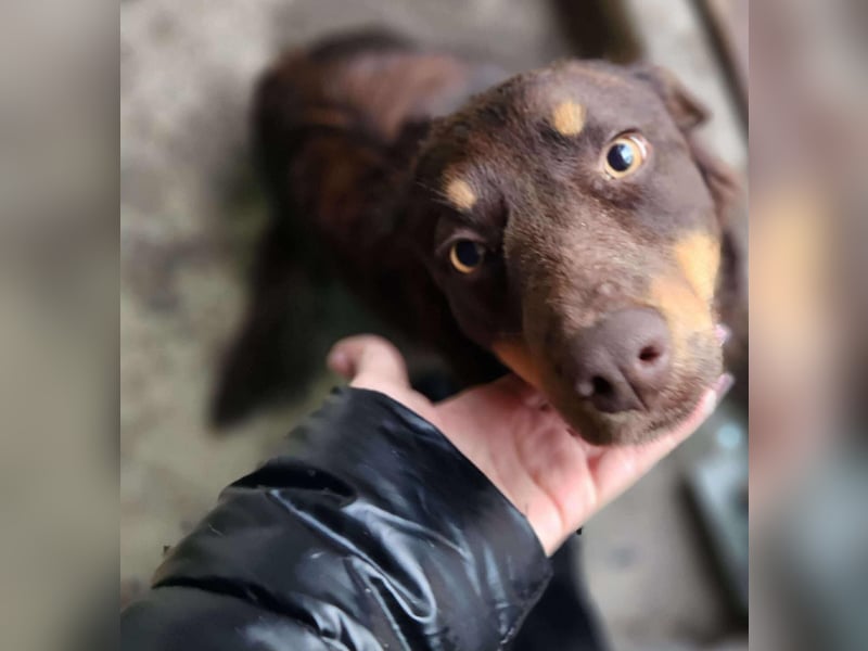 ROSIE - verspielte Schönheit *reserviert*