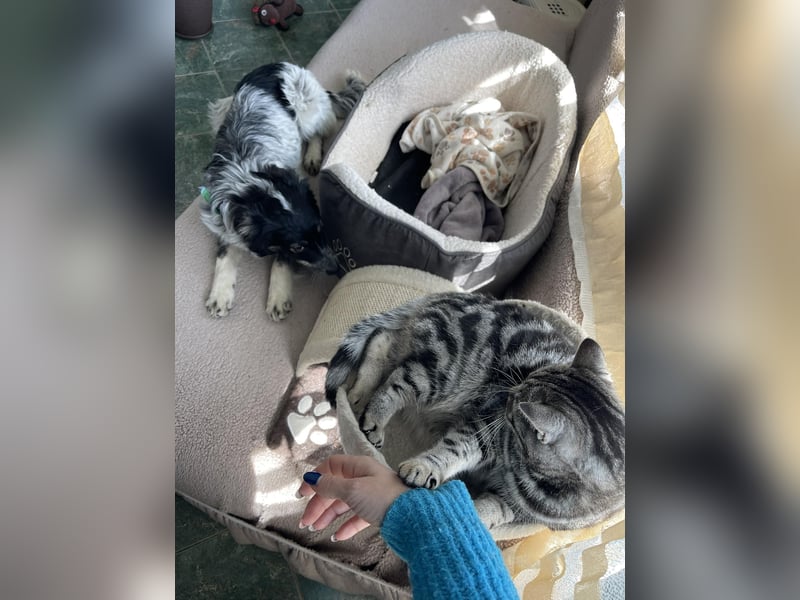 SADIE - Traumzuhause gesucht