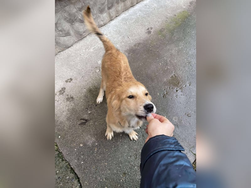 CRUMPET - verspielte Schönheit