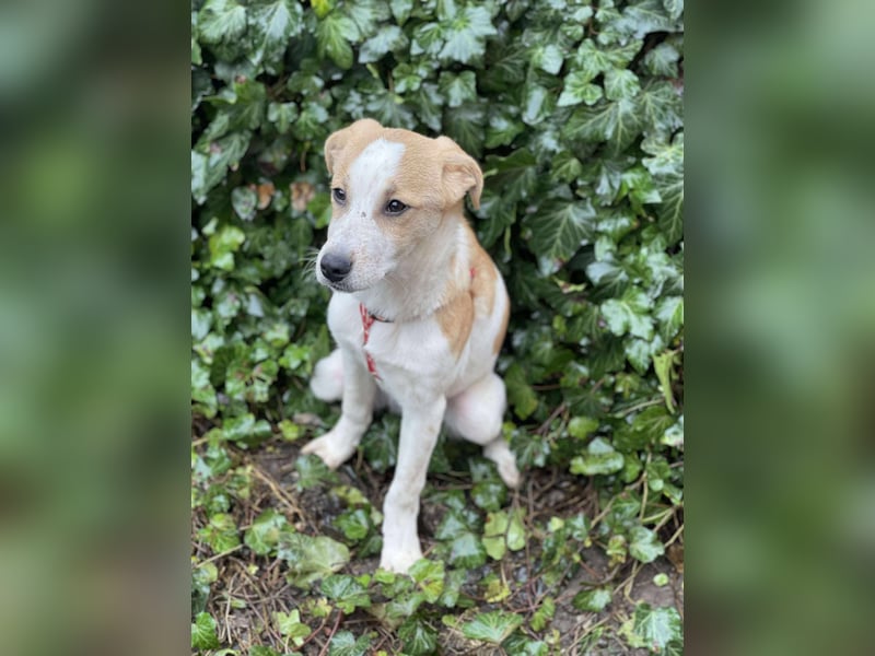 HANNAH - sucht ihre Menschen