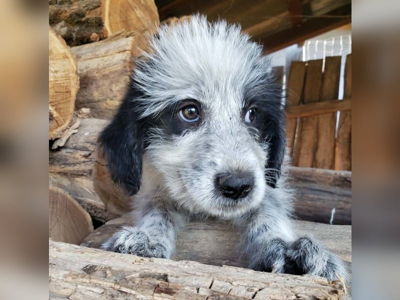 ARYA - zuckersüßes Hundekind