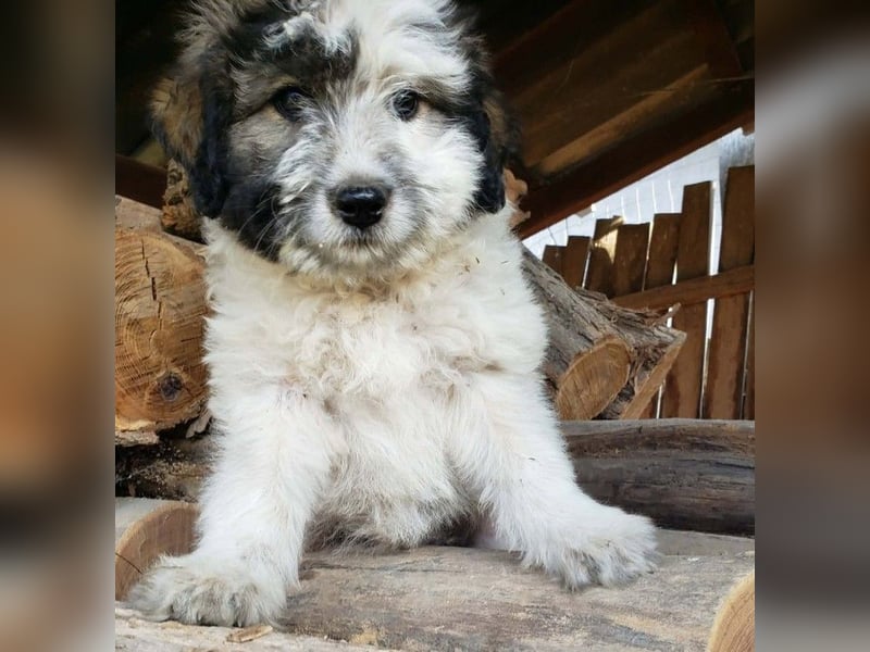 XENA - süßes Zottelmädchen