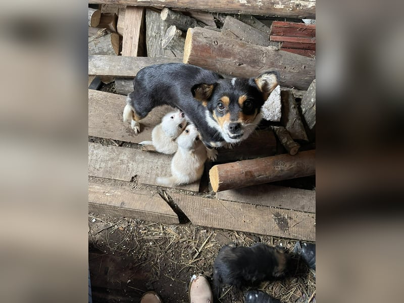 PRESTON - Zuckerbub sucht seine Menschen *reserviert*