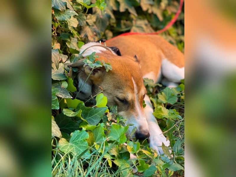 IVY - liebes Hundemädchen