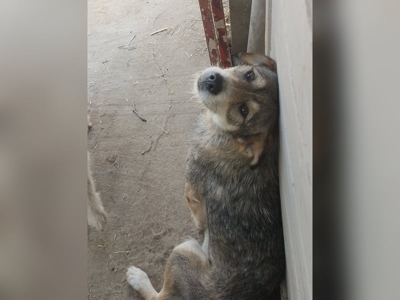 SIMBA - Traumzuhause gesucht