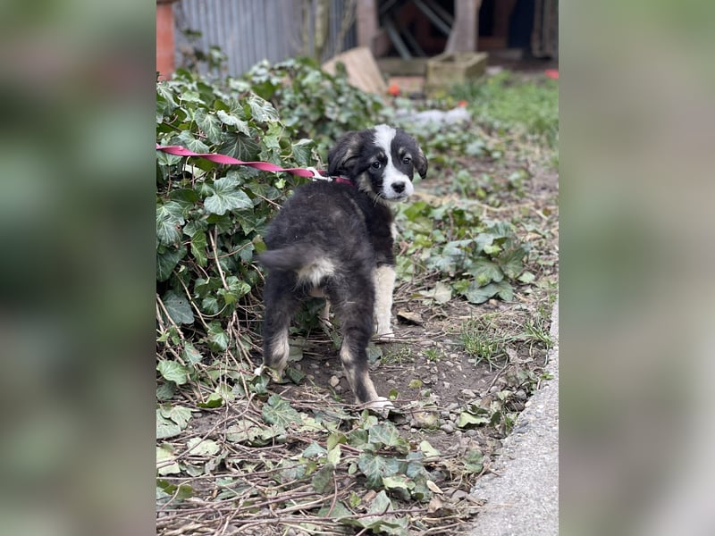 NALA - sanfte Seele sucht ihre Menschen *reserviert*