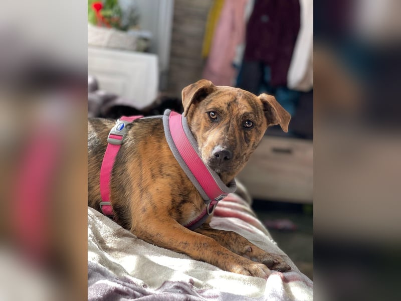 MOLLY - aufgewecktes Hundemädchen