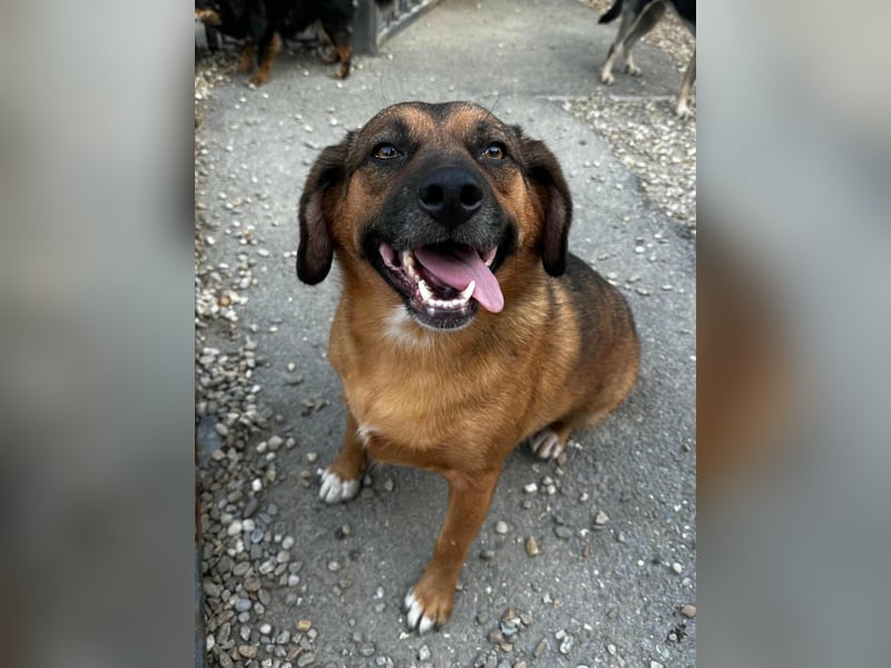 SHELDON - ein absoluter Traumhund