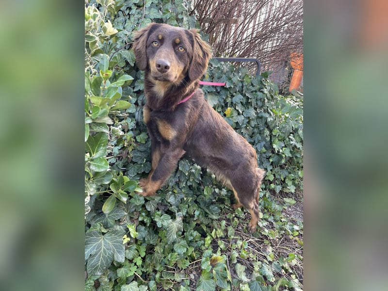 ROSIE - verspielte Schönheit *reserviert*