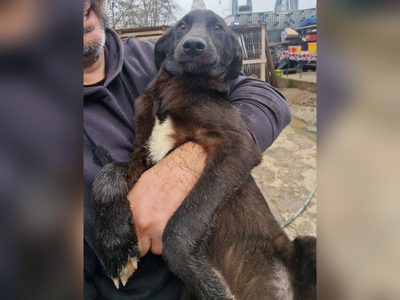 CHUCK - süßer Hundebub