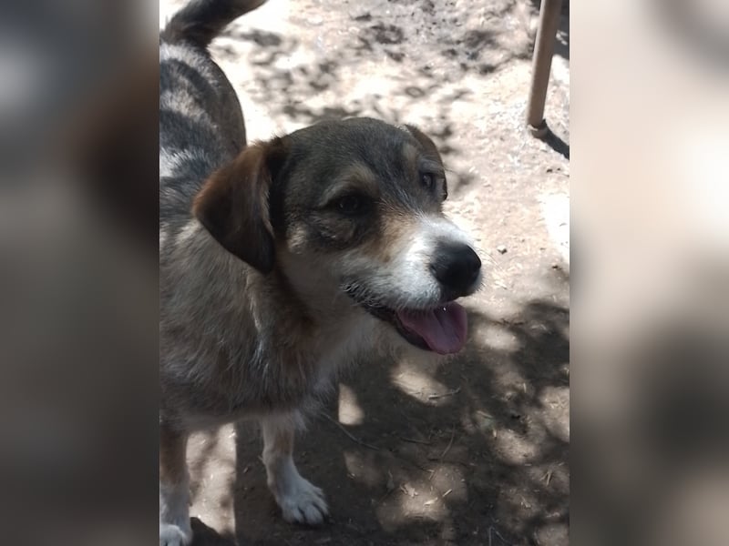 SIMBA - Traumzuhause gesucht