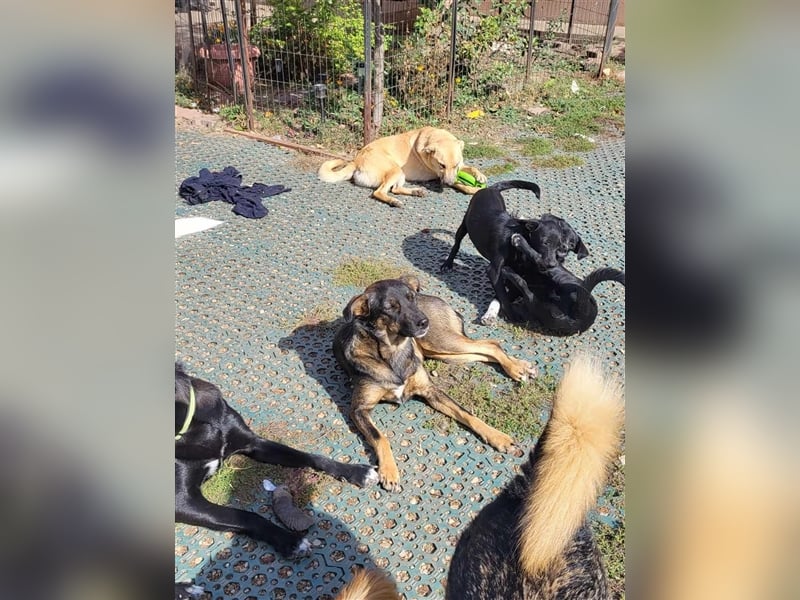 COOKIE - wo darf sie glücklich werden?