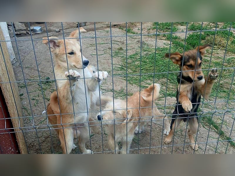 LENNI - bringt Lebensfreude ins Haus