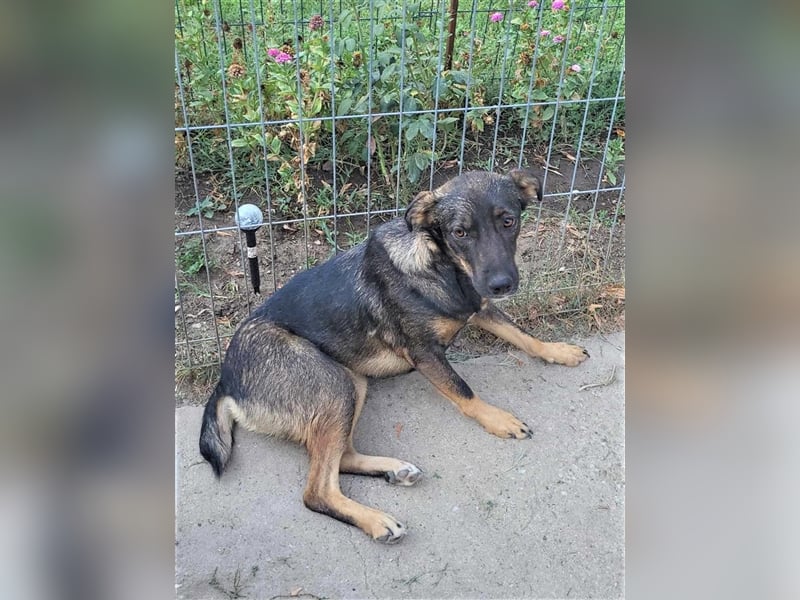 COOKIE - wo darf sie glücklich werden?