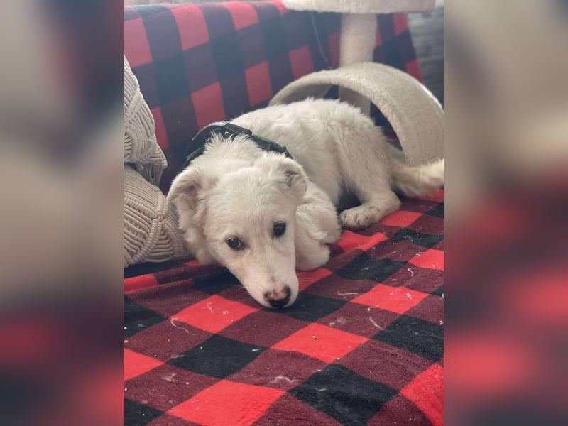 ZACK - liebevoller Hundebub