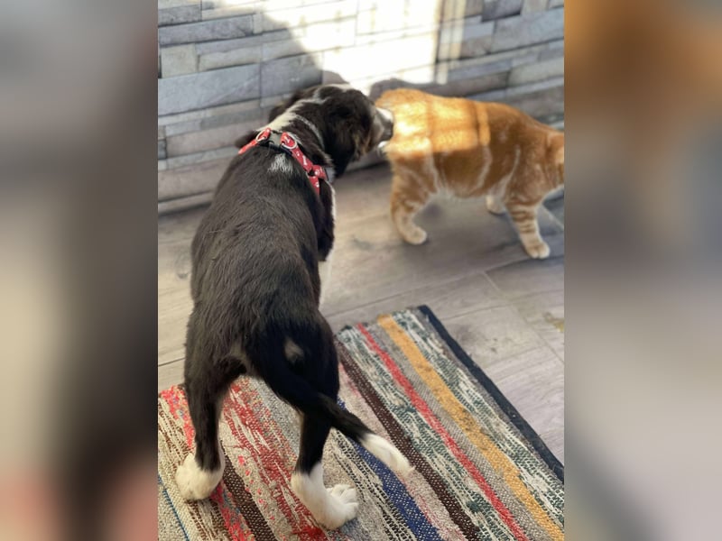 EFFIE - süßes Hundemädchen