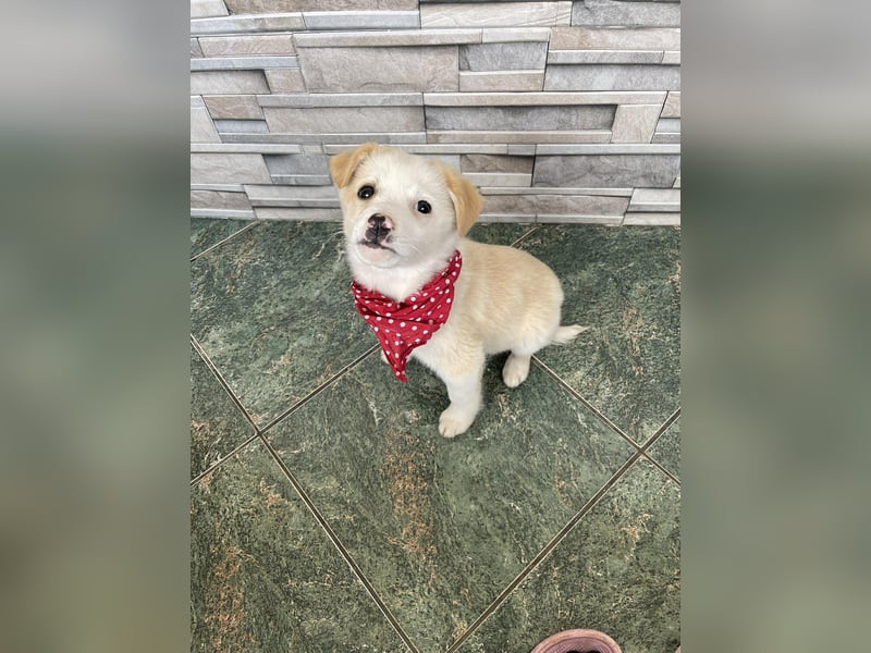 PRESTON - Zuckerbub sucht seine Menschen *reserviert*