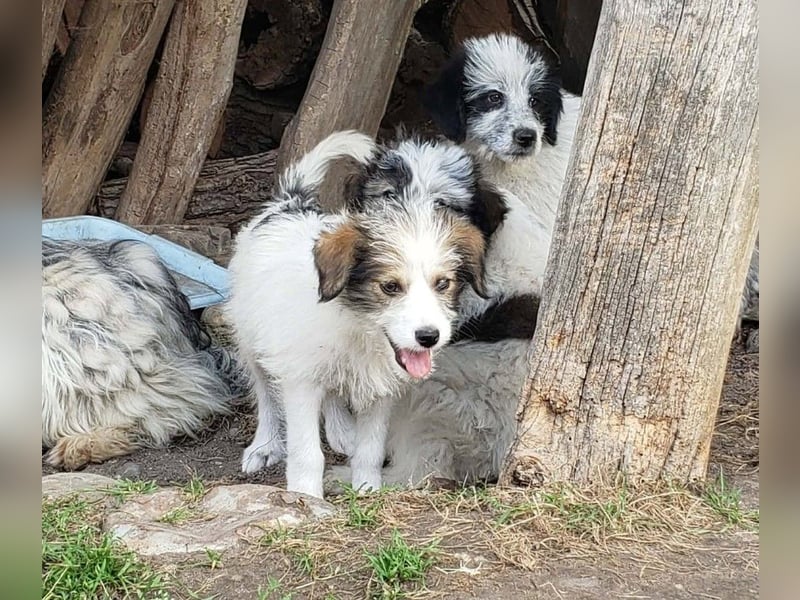 HEIDI - liebevolles Hundekind
