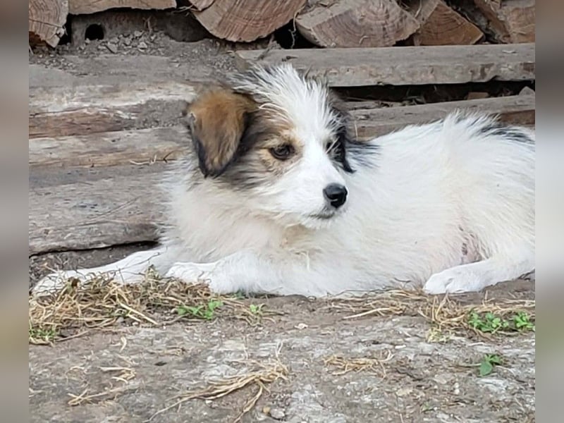HEIDI - liebevolles Hundekind