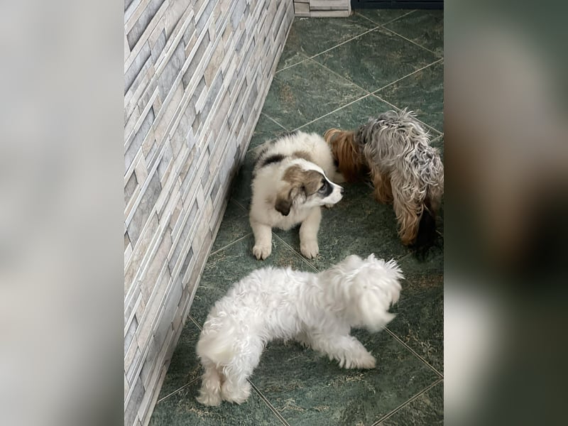 BELLA - sucht ihr Für-immer-Zuhause