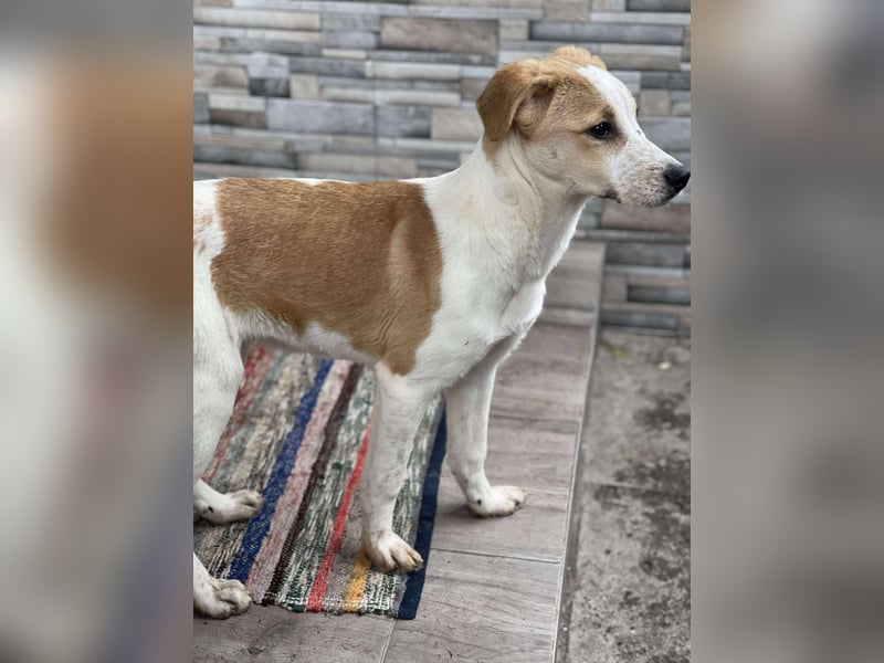 HANNAH - sucht ihre Menschen