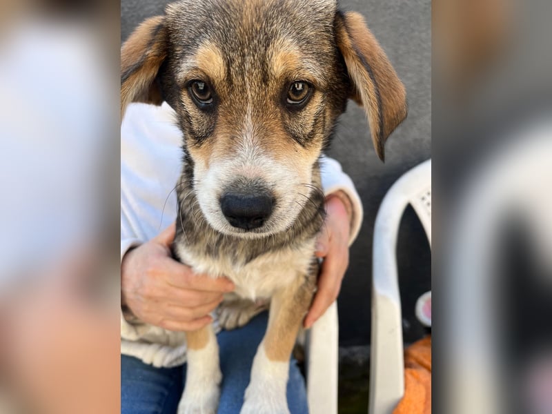 SIMBA - Traumzuhause gesucht