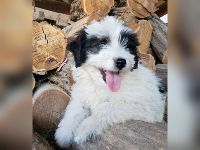LOTTE - Traumzuhause gesucht