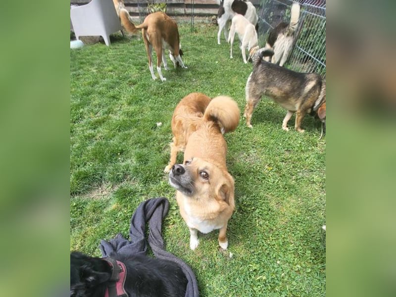 RICKY - sucht seinen sicheren Hafen