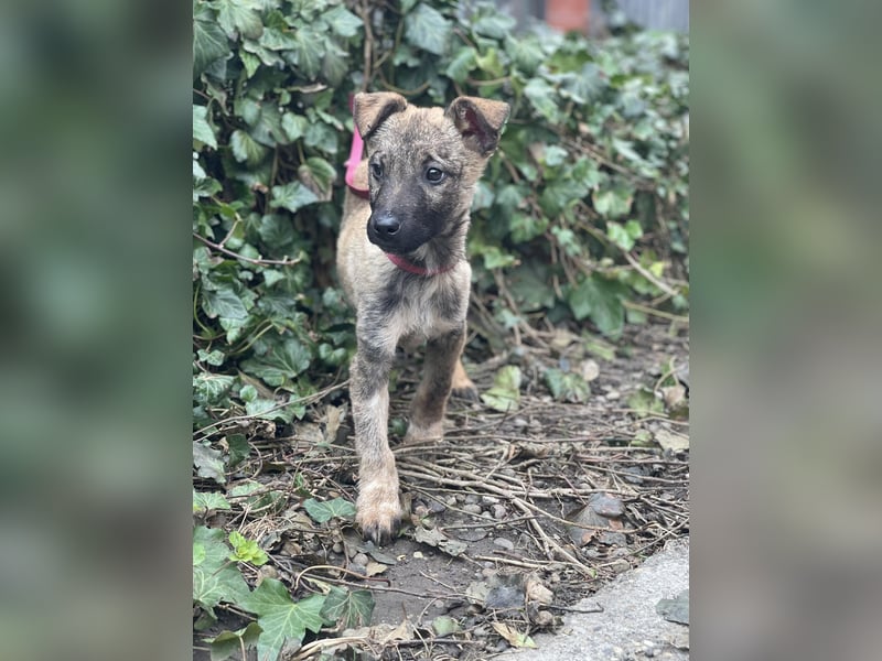 MAXI - liebevoller Hundebub