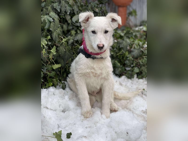 ZACK - liebevoller Hundebub