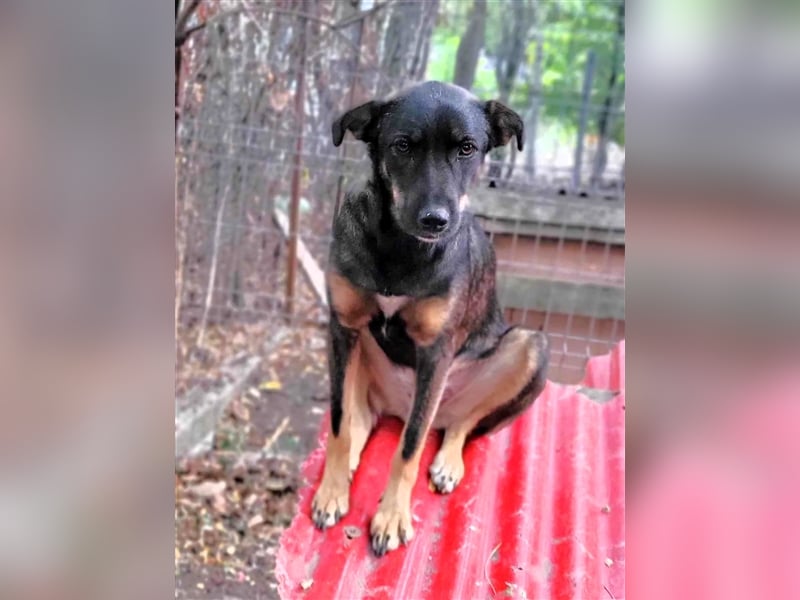 COOKIE - wo darf sie glücklich werden?