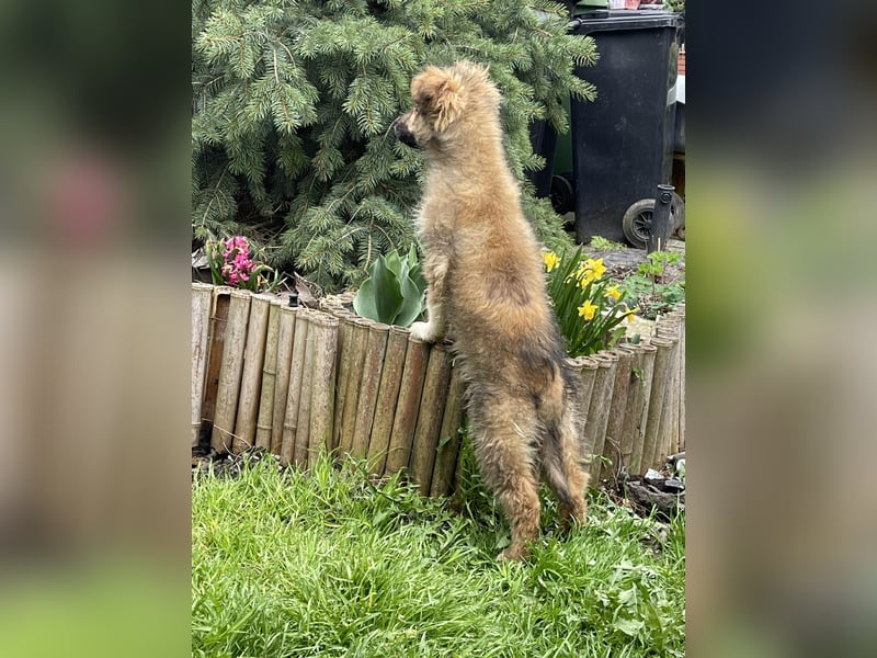 MARTHA - liebevolles Hundemädchen